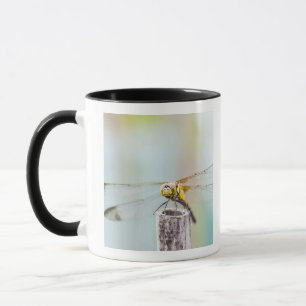 Libelle (Sympetrum infuscatum) 2 Tasse