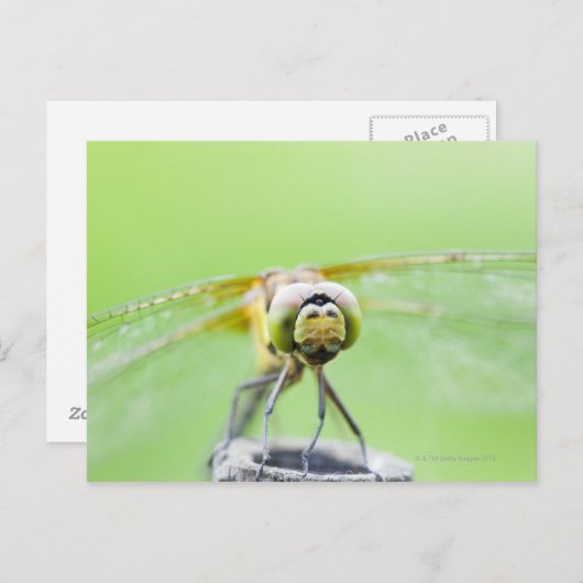 Libelle (Sympetrum infuscatum) Postkarte (Vorne/Hinten)