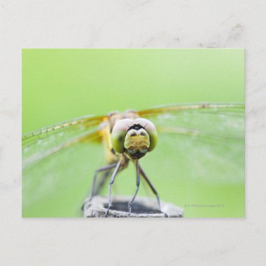 Libelle (Sympetrum infuscatum) Postkarte (Vorderseite)