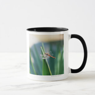Libelle Tasse