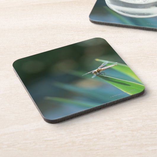 Libelle Untersetzer (Linke Seite)