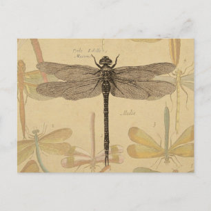 Libelle Vintage Antik Klassik Natur Postkarte