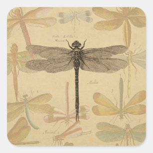 Libelle Vintage Antik Klassik Natur Quadratischer Aufkleber