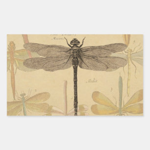 Libelle Vintage Antik Klassik Natur Rechteckiger Aufkleber