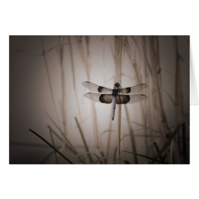 Libelle - Vintager Blick (Vorderseite (Horizontal))