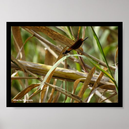 Libelle zwischen Bambus Poster (Vorne)