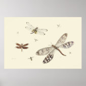 Libellen 18. Jahrhundert Kunst Poster (Vorne)