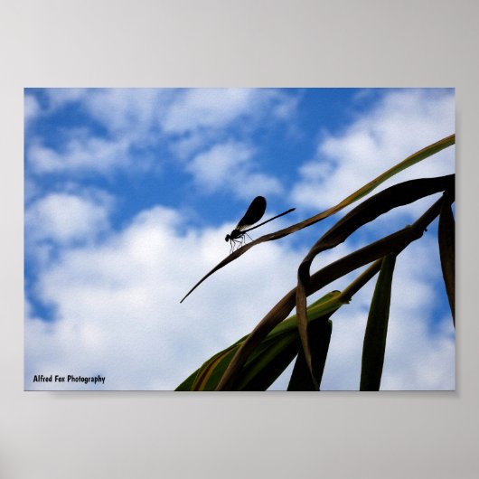 Libellen am blauen Himmel Poster (Vorne)