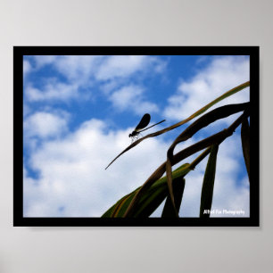 Libellen am blauen Himmel Poster