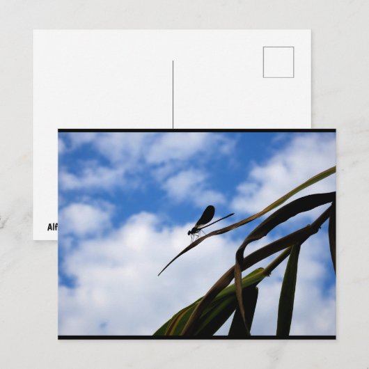 Libellen am blauen Himmel Postkarte (Vorne/Hinten)