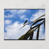 Libellen am blauen Himmel Postkarte (Vorderseite)