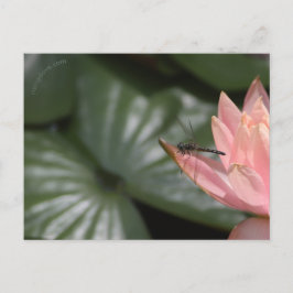 Libellen auf einem Vorstadtteich Ankündigungspostkarte