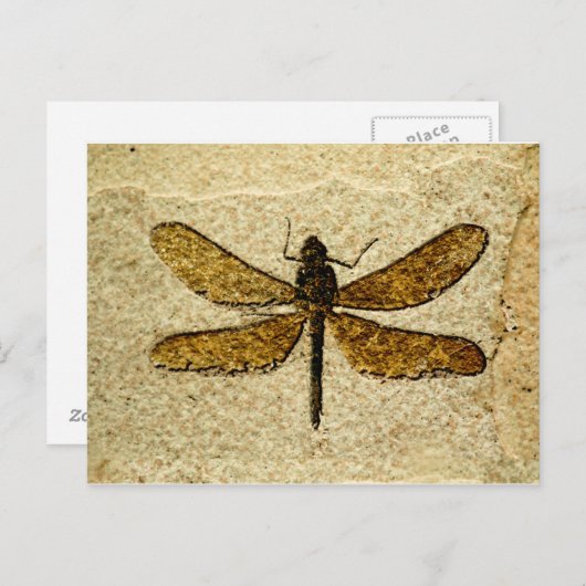 Libellen-Fossil-Postkarte Postkarte (Vorne/Hinten)