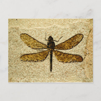 Libellen-Fossil-Postkarte Postkarte