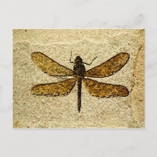 Libellen-Fossil-Postkarte Postkarte (Vorderseite)