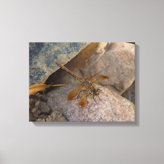 Libellen-Foto auf Leinwanddruck (Vorderseite)