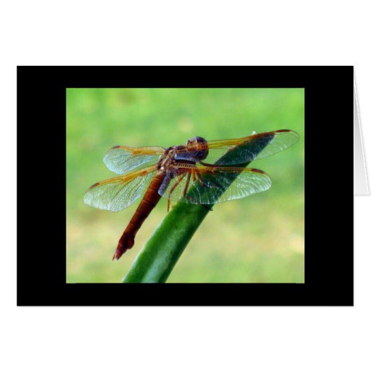 Libellen-Grußkarte mit Aloe (Vorderseite (Horizontal))