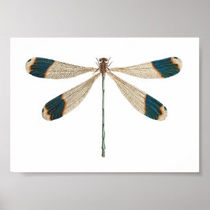 Libellen-Illustration Poster