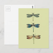 Libellen-Illustrationen Postkarte (Vorne/Hinten)