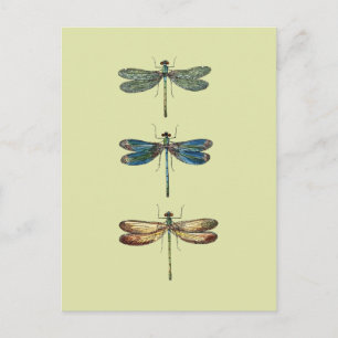Libellen-Illustrationen Postkarte