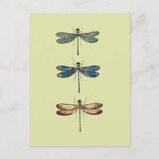 Libellen-Illustrationen Postkarte (Vorderseite)