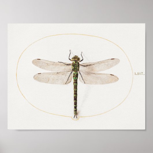 Libellen-Illustrationsposter Poster (Vorne)