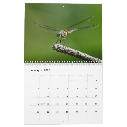 Libellen-Kalender 2016 durch Steve Borichevsky Kalender (Jan 2026)