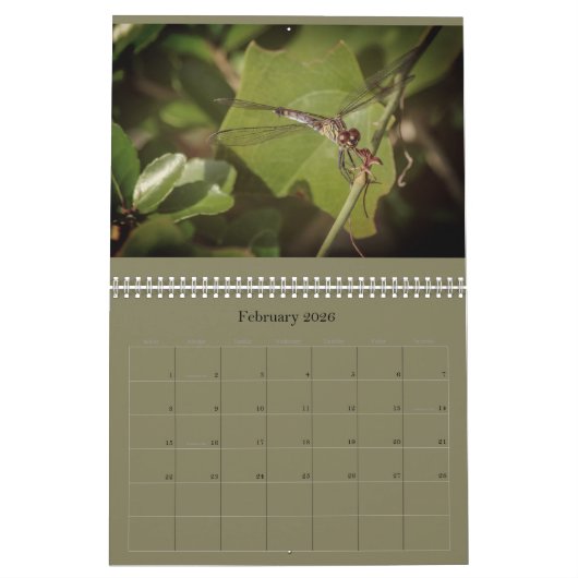 Libellen-Kalender Kalender (Feb 2026)