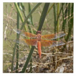 Libellen-Keramik-Fliese (großes Bild) Fliese