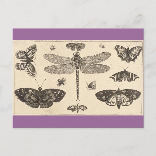 Libellen, Ladyvögel und Schmetterlinge Postkarte (Vorderseite)
