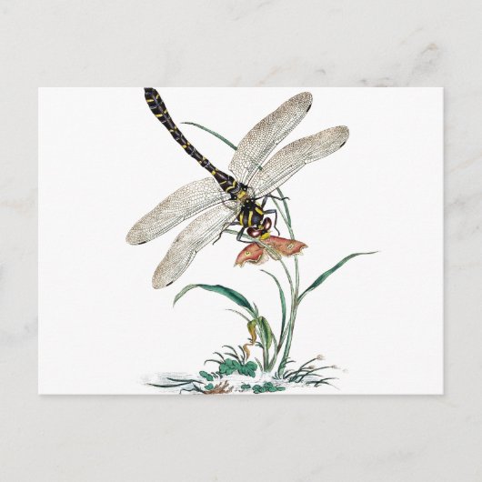 Libellen-Magie Postkarte (Vorderseite)