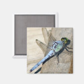 Libellen Magnet (Vorderseite/Rückseite)