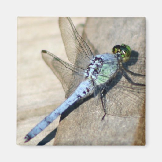 Libellen Magnet (Vorne)