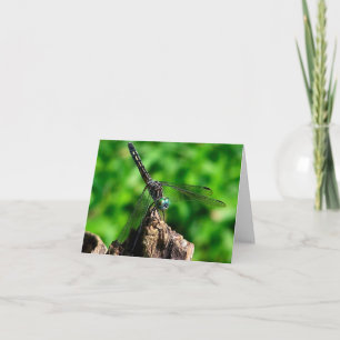 Libellen Nahaufnahme Naturfotografie 