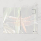Libellen-Postkarte Postkarte (Rückseite)