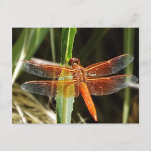 Libellen-Postkarte Postkarte