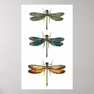 Libellen-Trio Poster