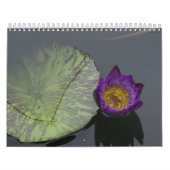 Libellen und Wasserlilien Kalender (Titelbild)