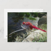 Libellenfliege auf Ast, nah Postkarte (Vorne/Hinten)