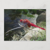 Libellenfliege auf Ast, nah Postkarte (Vorderseite)