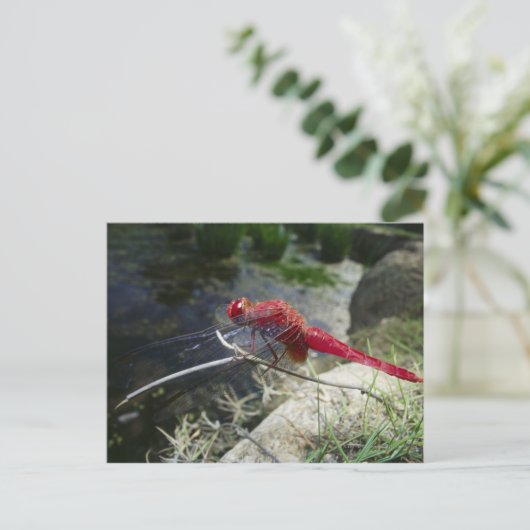 Libellenfliege auf Ast, nah Postkarte (Stehend Vorderseite)