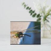 Libellenflügel Postkarte (Stehend Vorderseite)