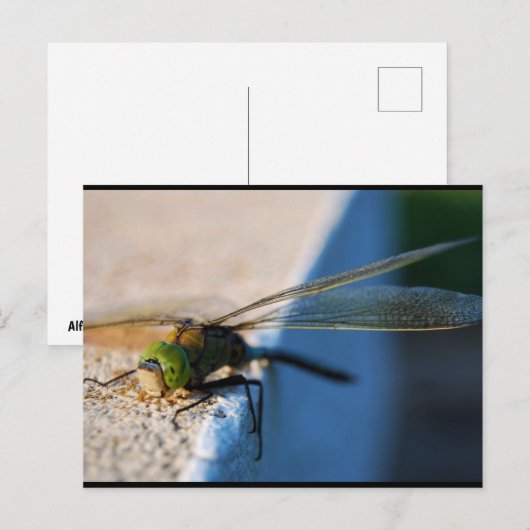 Libellenflügel Postkarte (Vorne/Hinten)