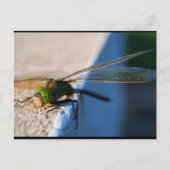 Libellenflügel Postkarte (Vorderseite)