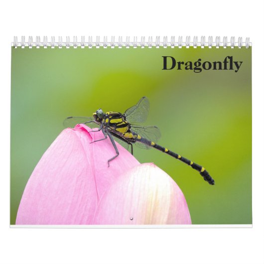 Libellenkalender 2027 kalender (Titelbild)
