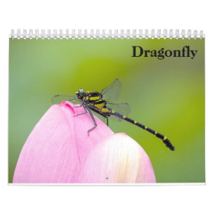 Libellenkalender 2027 kalender