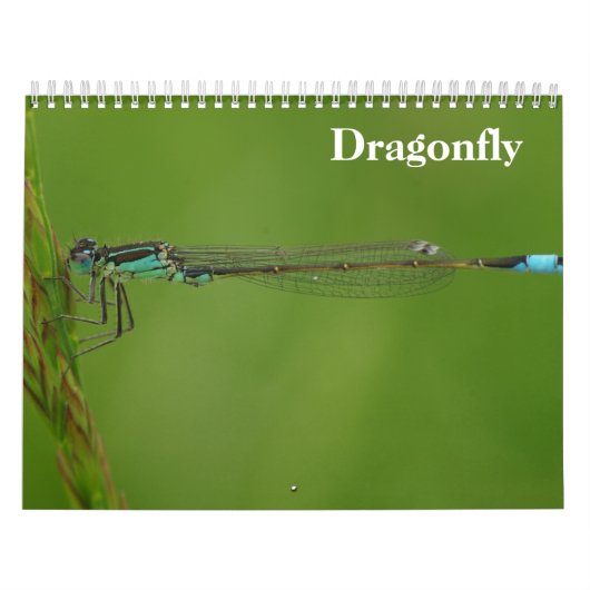 Libellenkalender 2027 kalender (Titelbild)