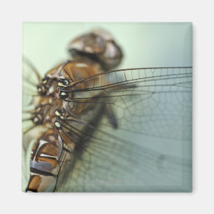 Libellennahaufnahme Magnet