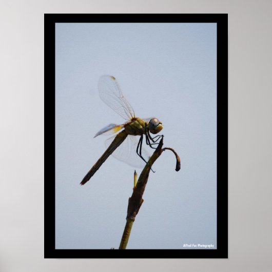 Libellenporträt mit Spazierstock Poster (Vorne)