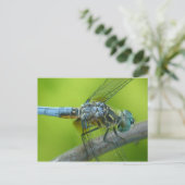 Libellenpostkarte. Postkarte (Stehend Vorderseite)